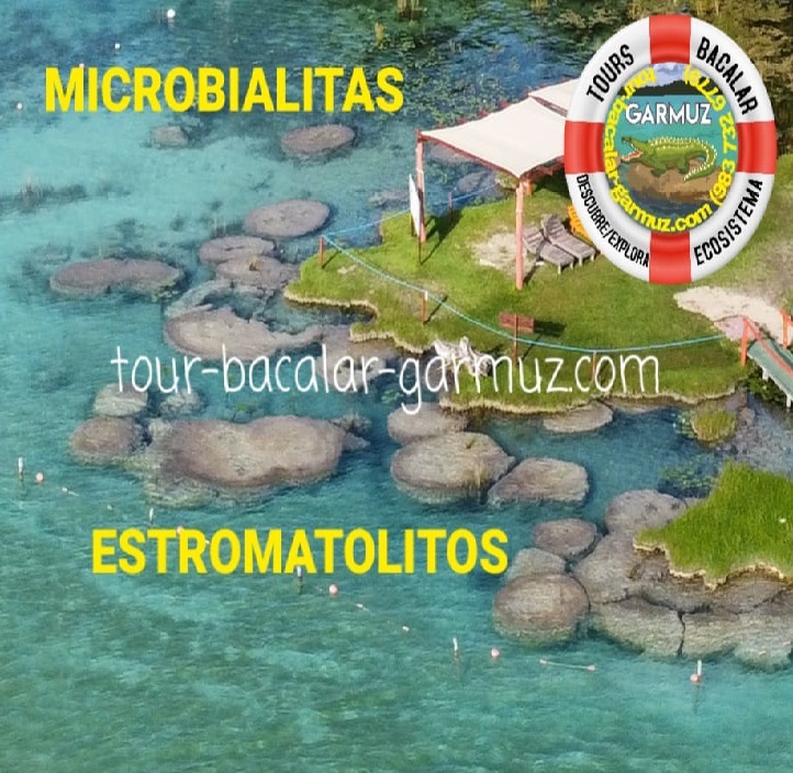 Estromatolitos en Bacalar 